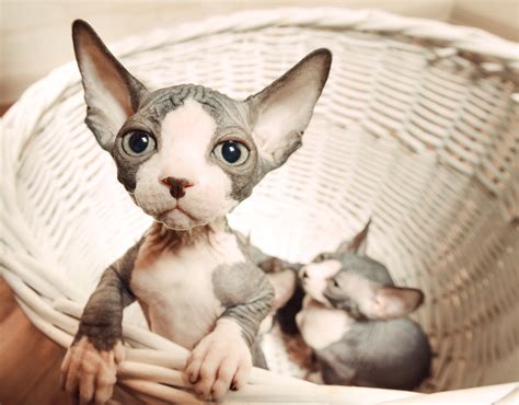 Sphynx cat breeders - The goal of Skinzin Sphynx Cattery is to produce happy, healthy Sphynx kittens that closely meet my interpretation of the CFA Sphynx Breed Standard. All my breeding, and retired cats receive annual cardiac ultrasounds. These ultrasounds are given by a board-certified, licensed veterinary cardiologist, to ensure the best accuracy possible for ...